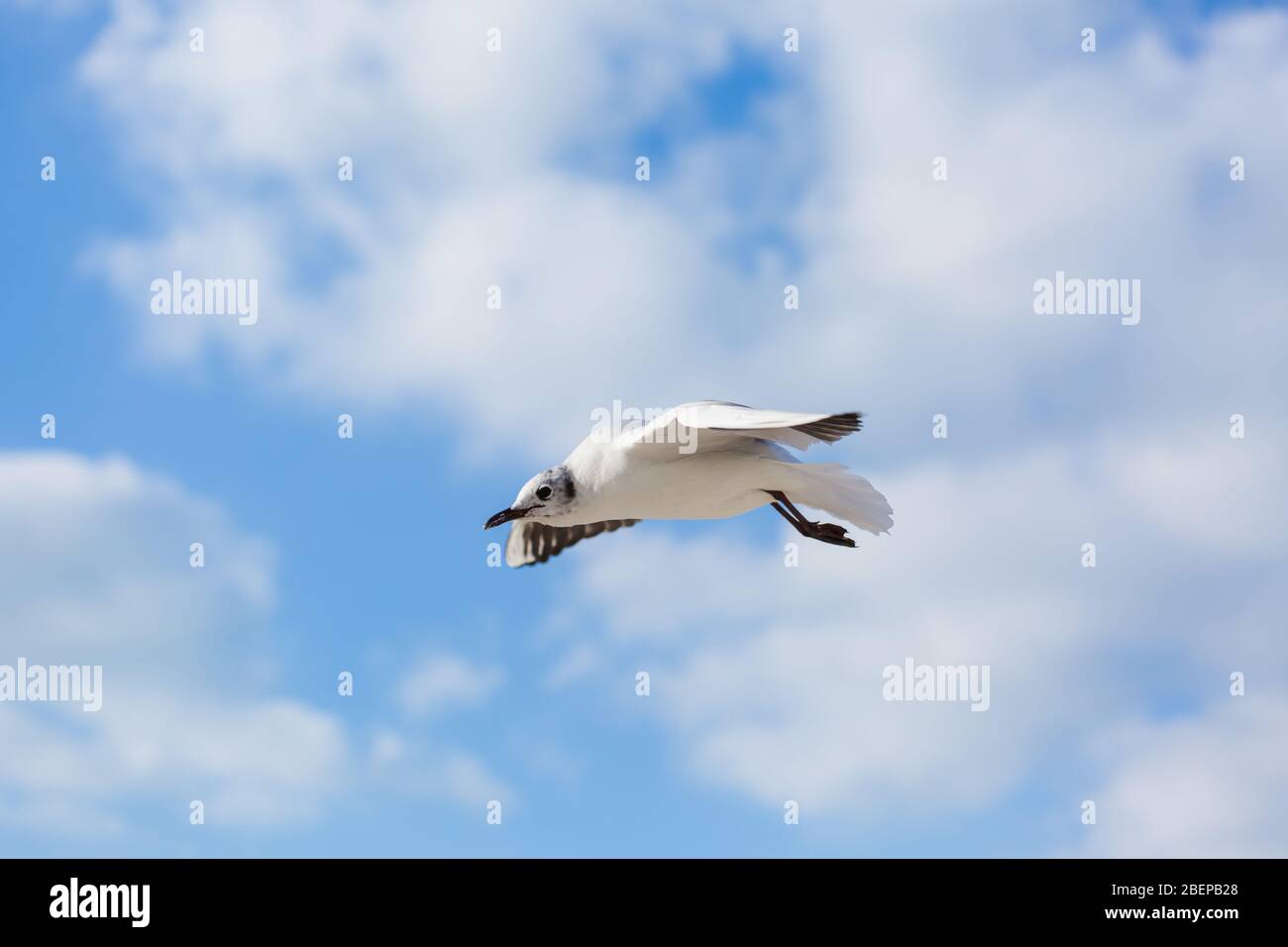 Gabbiano in volo contro un cielo blu, ascendente con ali sparse Foto Stock