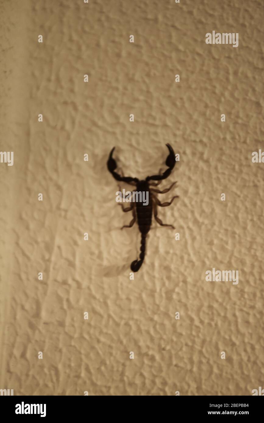 Scorpione Foto Stock