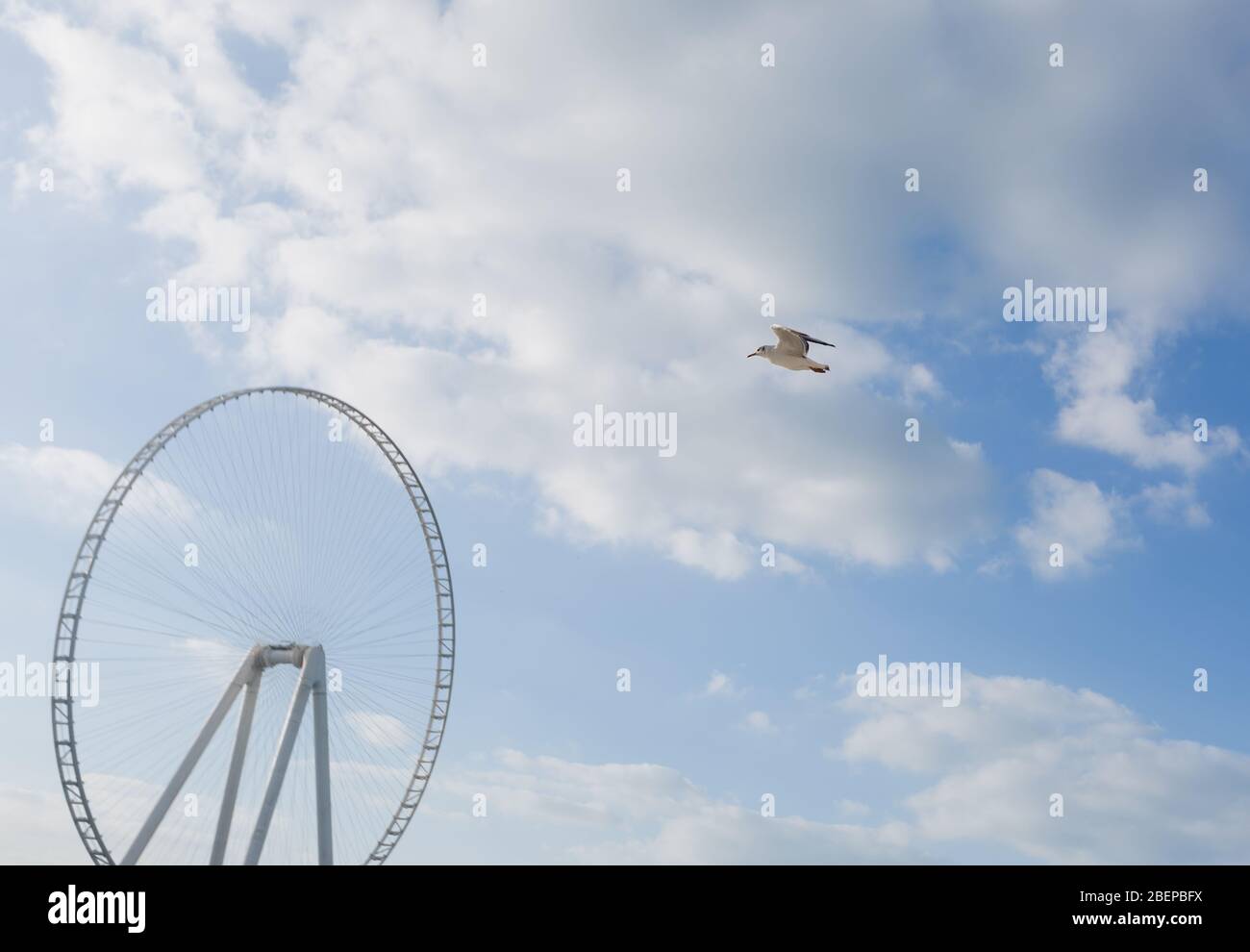 Gabbiano in volo contro un cielo blu, ascendente con ali sparse Foto Stock