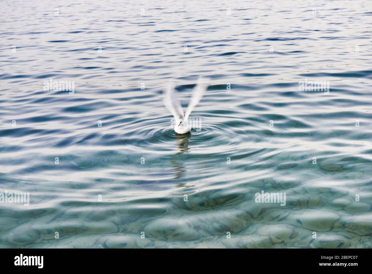 Gabbiano nel mare Adriatico Foto Stock