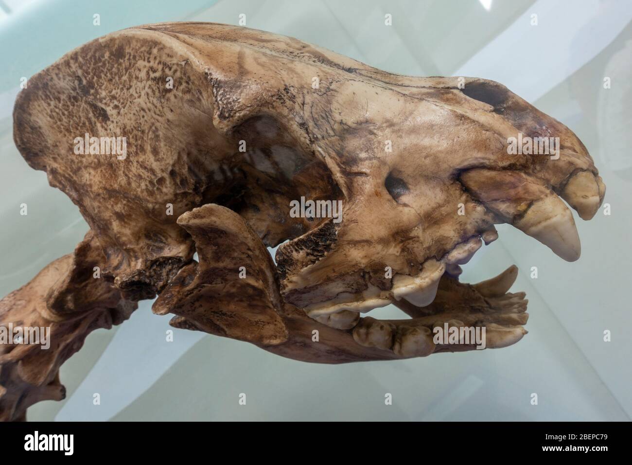 Cranio di una grotta di hyena (höhlenhyäne) scheletro fossile in mostra nel Siegsdorf Mammoth Museum, Siegsdorf, Baviera, Germania. Foto Stock