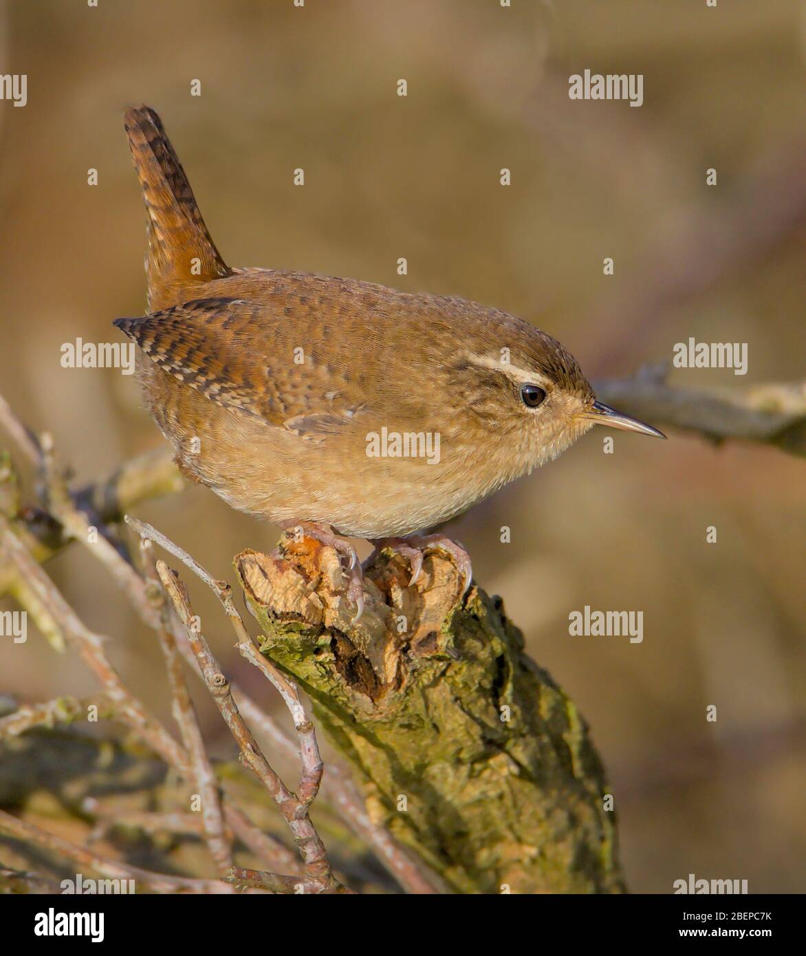 Vista laterale di un Wren, Troglodytes trglodytes, arroccato su un ramoscello con la coda sollevata proteggere il suo territorio. Presa a Stanpit Marsh UK Foto Stock