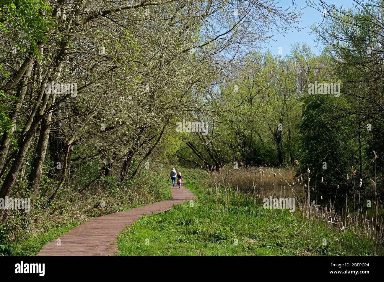Cane da passeggio donna e ragazza a Howden Marsh, una riserva naturale locale a Howden, East Yorkshire, Inghilterra Regno Unito Foto Stock