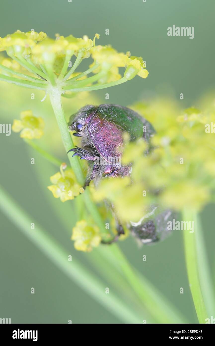 Cetonia aurata, il rosone verde, nutrirsi di parsnip, Pastinaca sativa Foto Stock