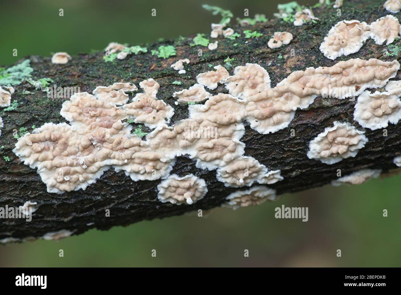 Corticium laeve, il contagocce lacrimale, funghi selvatici dalla Finlandia Foto Stock
