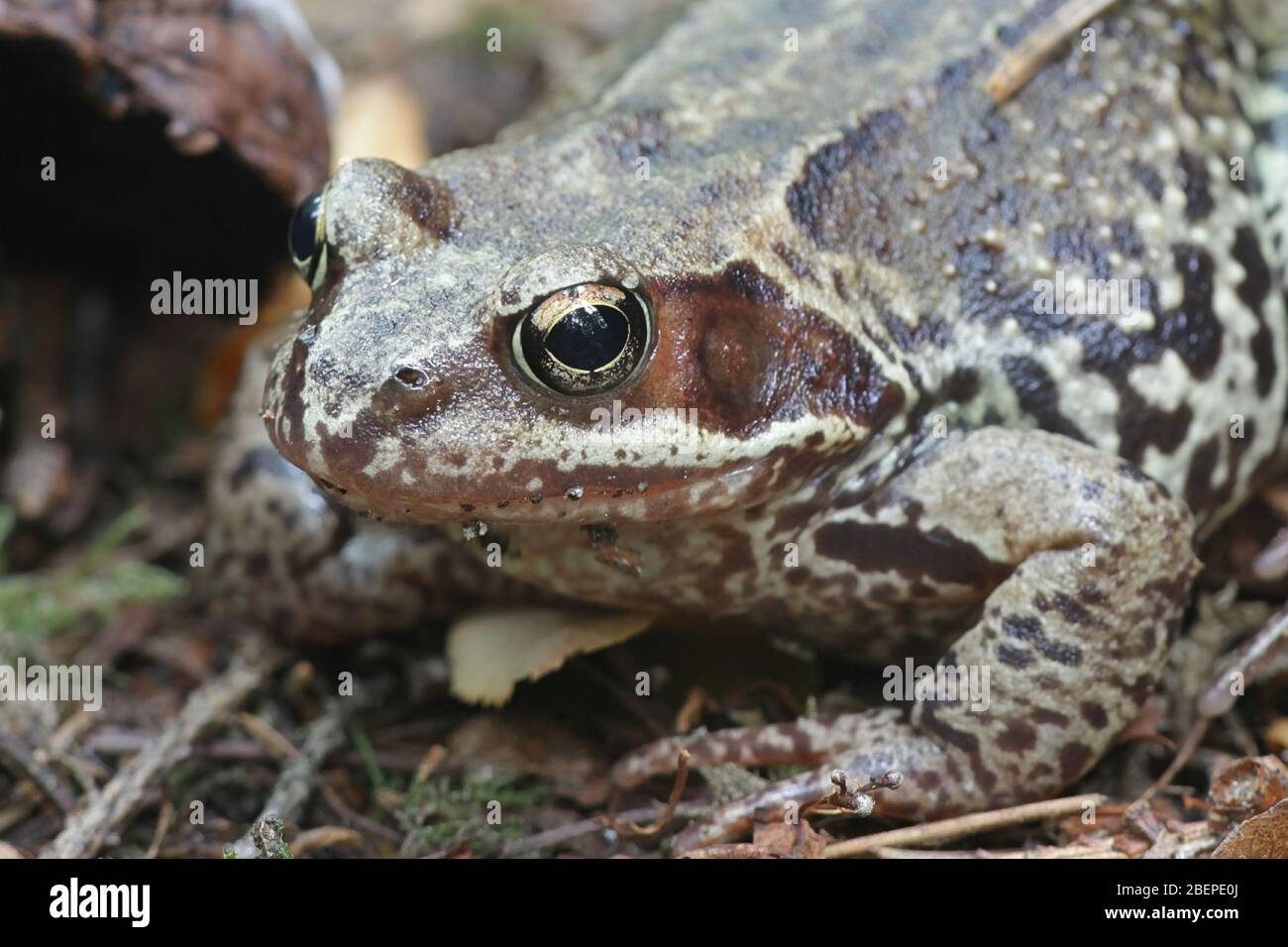 Rana temporaria, nota come rana comune o rana marrone comune europea Foto Stock