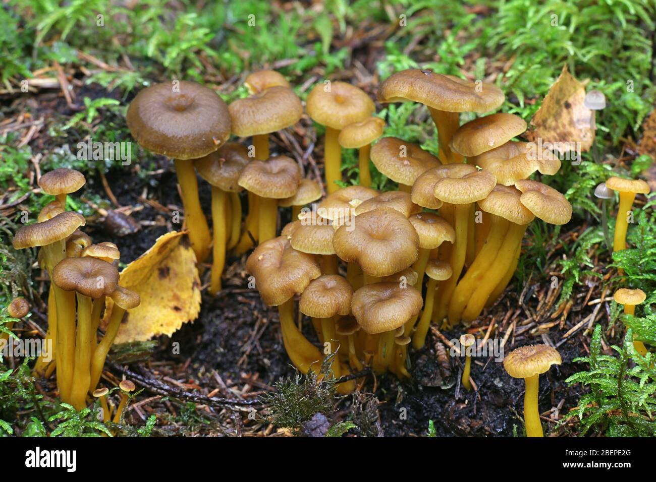 Craterellus tubaeformis (precedentemente Cantharellus tubaeformis), conosciuto come yellowfoot, fungo invernale, o chanterelle imbuto Foto Stock