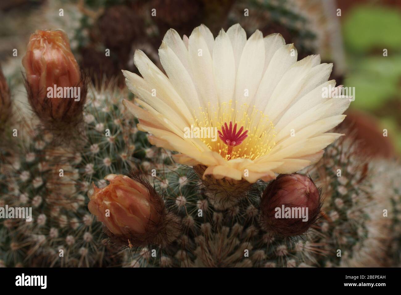 Parodia concinna (forma a fiore di pesca) Foto Stock