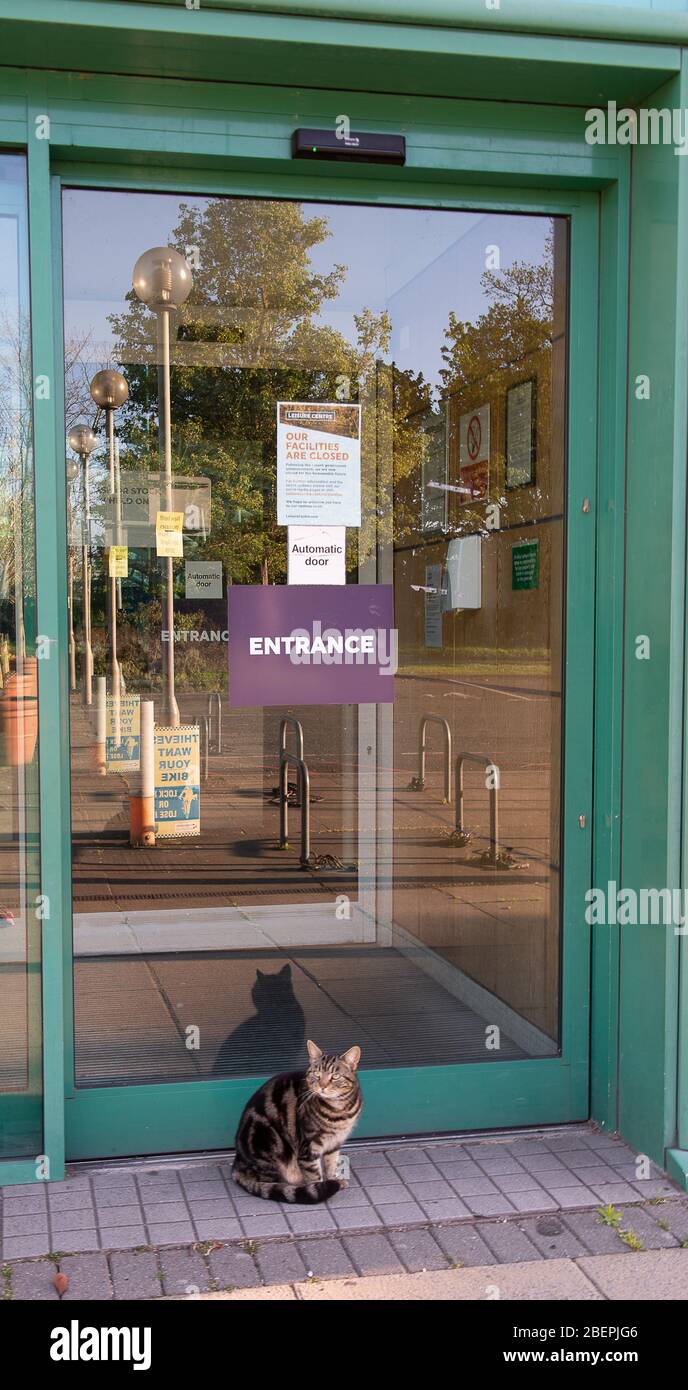 Windsor, Berkshire, Regno Unito. 15 aprile 2020. Un gatto vaga intorno alla ricerca di attenzione al di fuori del Windsor Leisure Centre, che è attualmente chiuso in seguito a consigli del governo sulla Pandemia Coronavirus. Credit: Maureen McLean/Alamy Live News Foto Stock