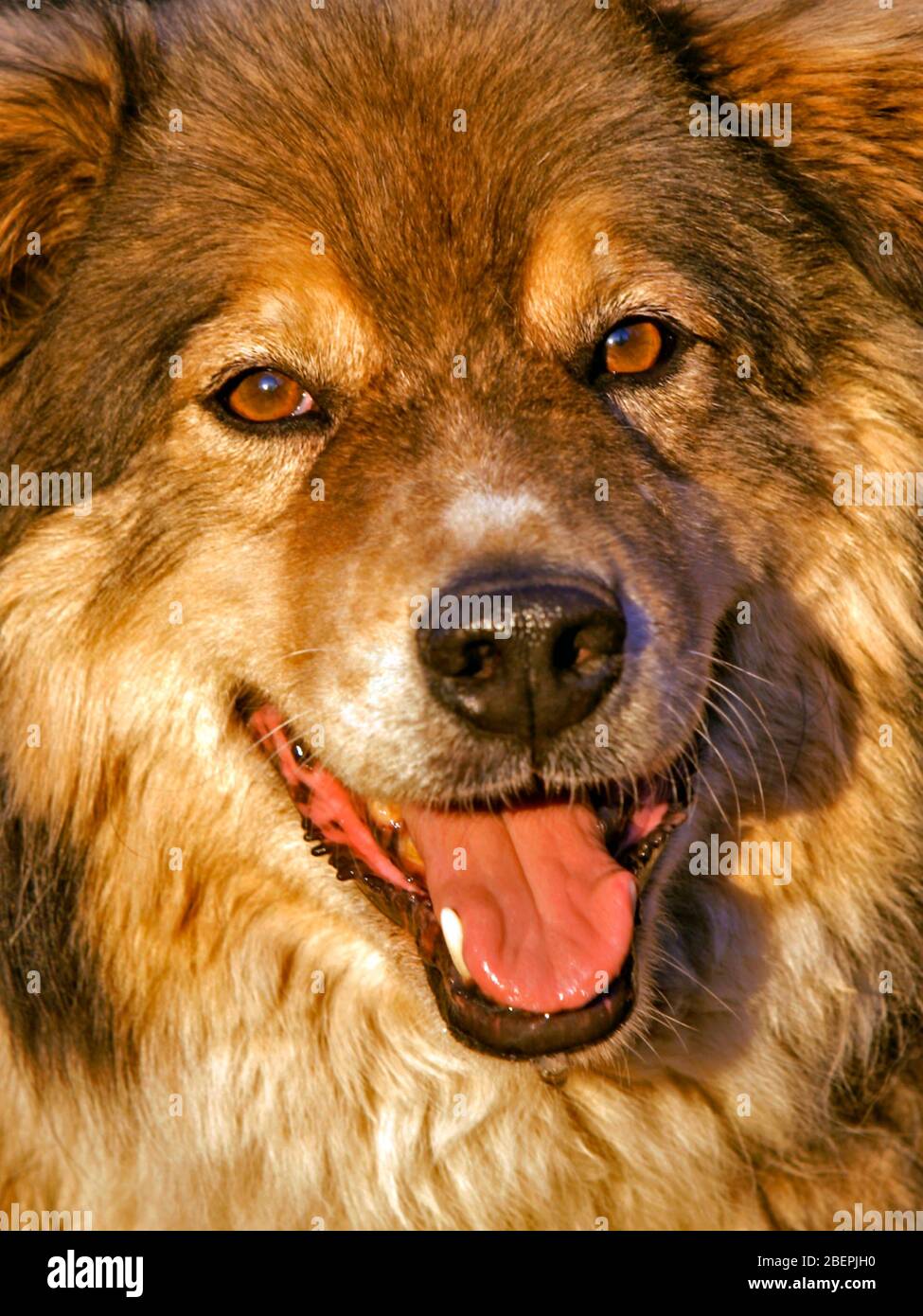 Capo di un bel cane Malamute, razza mista, ritratto Foto Stock