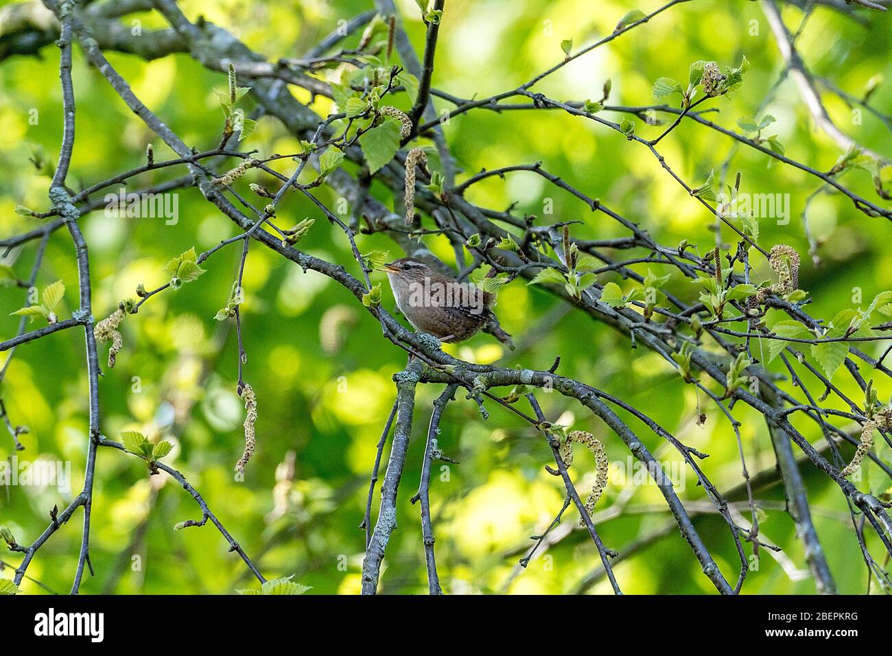 Wren. Uccello giardino. Jenny Wren. Uccello passerino, fogliame primaverile, uccello giardino, Jenny Wren, Wren Foto Stock