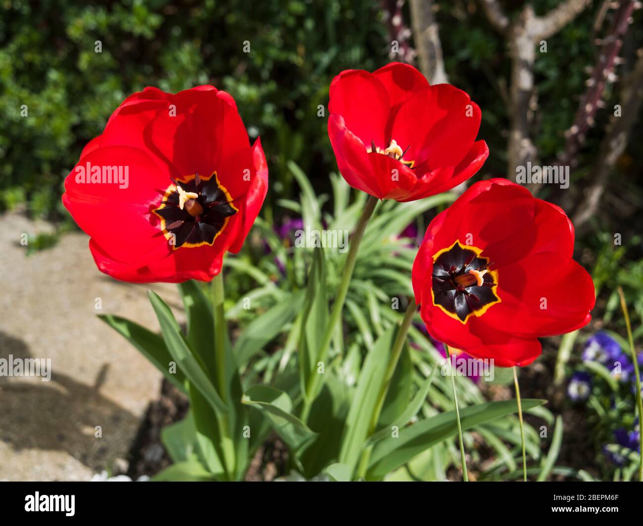 Tre teste tulipano aperte in un giardino britannico Foto Stock