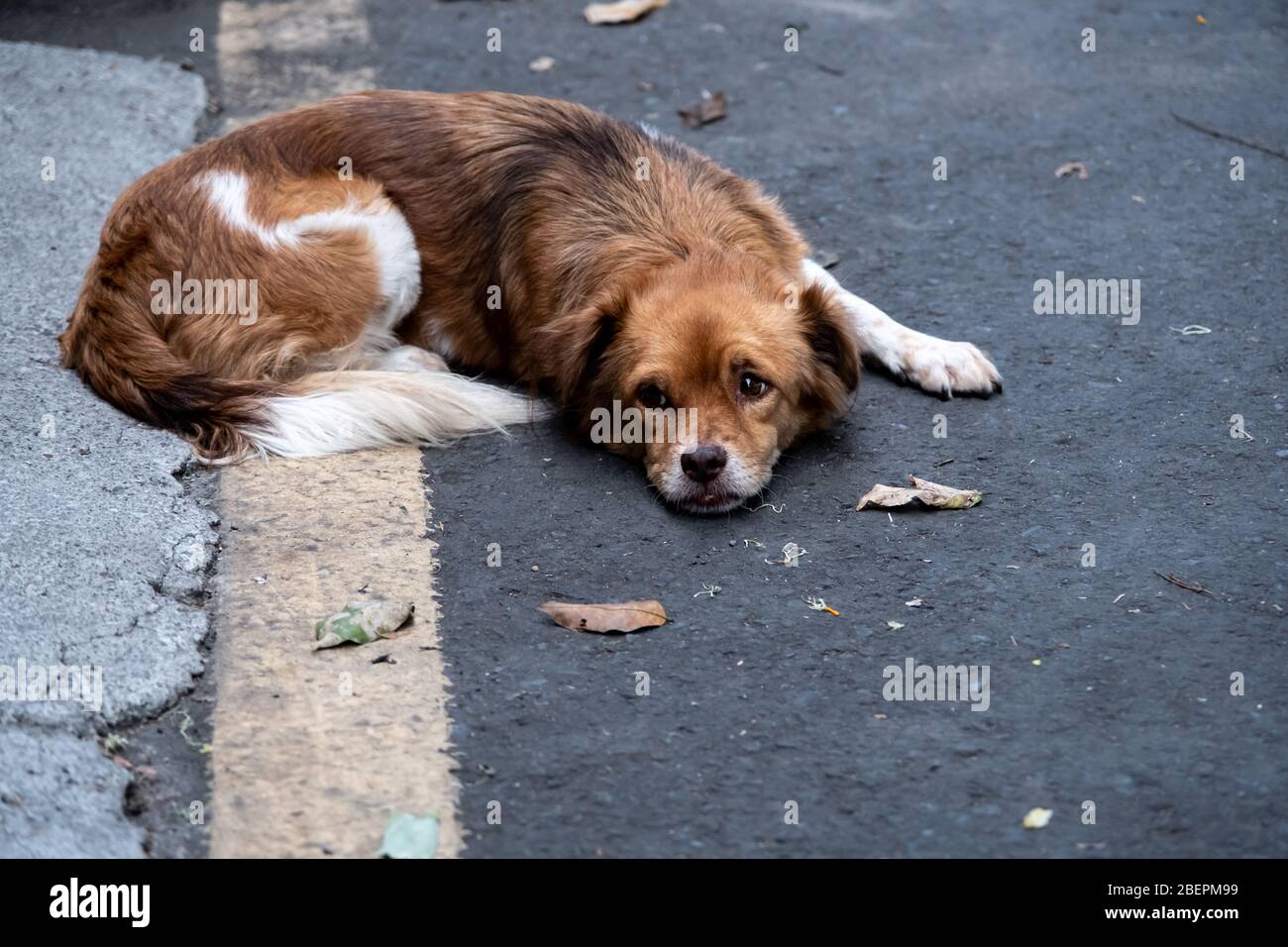 Cane da strada innocente, dolce cane da strada che riposa sul pavimento Foto Stock