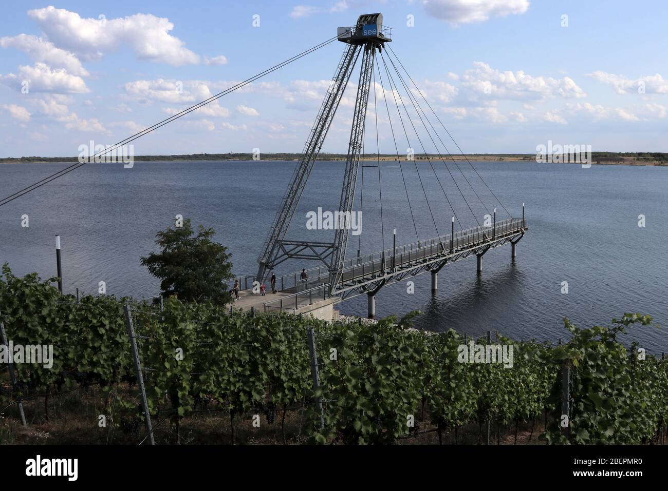 Groschen, Deutschland. 14 Agosto 2019. Seebrücke e Weinstuecke in Gro? Rchen (Brandeburgo) sulla riva del Gro emergente? Lago di Rchen (allagamento: 2007), ripreso il 14.08.2019. L'acqua fa parte del Lakeland Lusaziano. Credit: Peter Zimmermann | usage worldwide/dpa/Alamy Live News Foto Stock