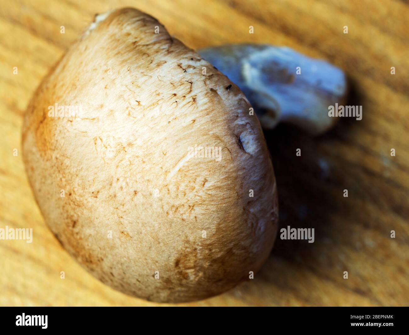 Un fungo di castagno su un tagliere di legno Foto Stock