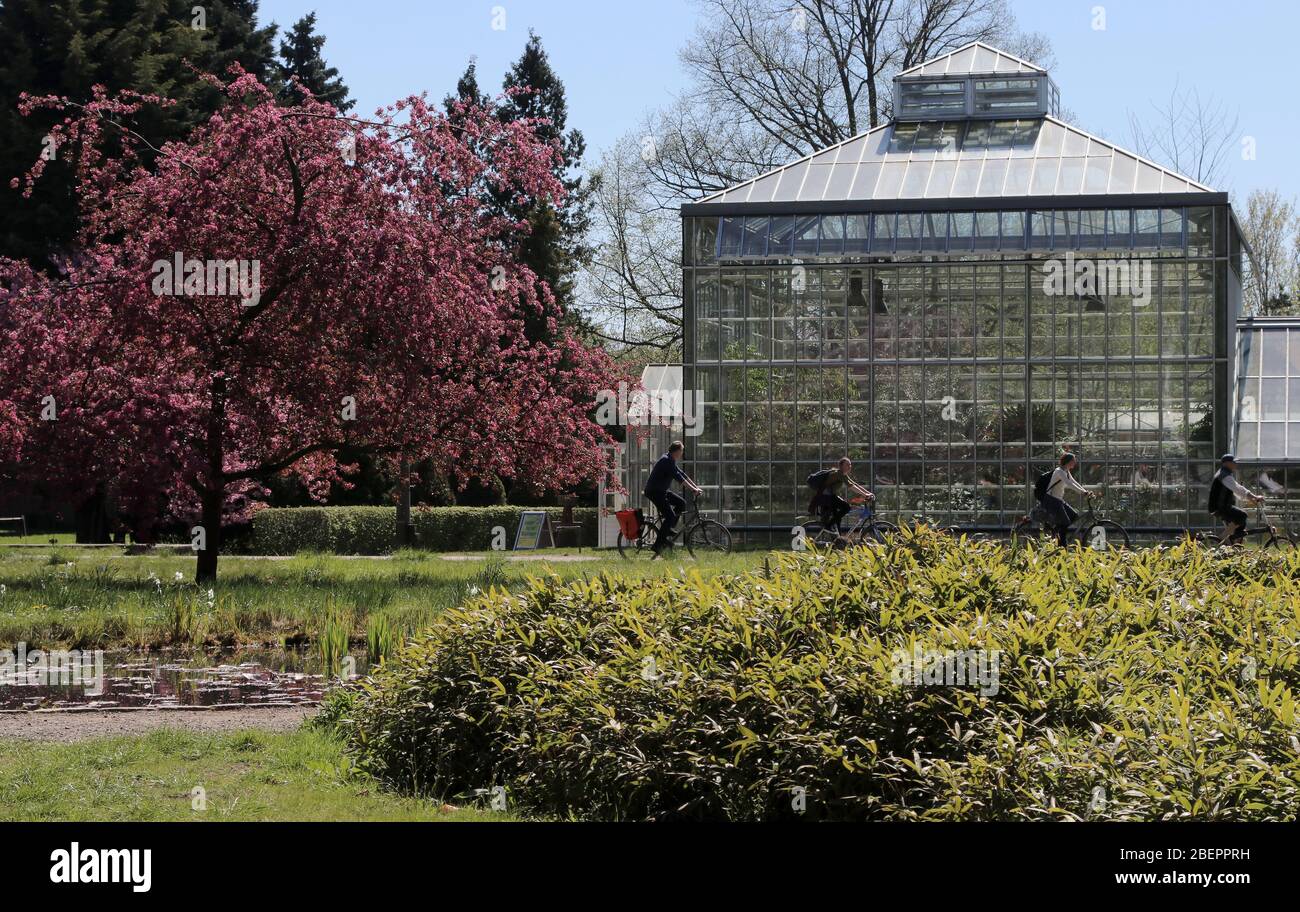 Il Parco Botanico del Popolo Blankenfelde-Pankow di Berlino, del 22 aprile 2019, offre opere d'arte edilizie e da giardino d'interesse storico fin dall'inizio del XX secolo su una superficie di 34 ettari. Il parco fu fondato nel 1909 come giardino scolastico e centro giardino per la città di Berlino. Numerose serre furono costruite fino al 1928/29, e già nel 1915 circa 1,000 metri quadrati erano sotto vetro. Qui venivano utilizzate le piante di sanguinamenti e ornamentali per le amministrazioni del giardino e del cimitero di diversi distretti e per il municipio e il municipio. Foto: Peter Zimmermann | utilizzo nel mondo Foto Stock