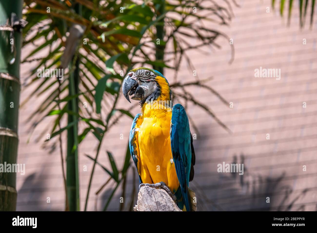 Il macaw scarlatto è il nome di questo uccello, conosciuto come pappagallo vero e nome scientifico è psittacoidea Foto Stock