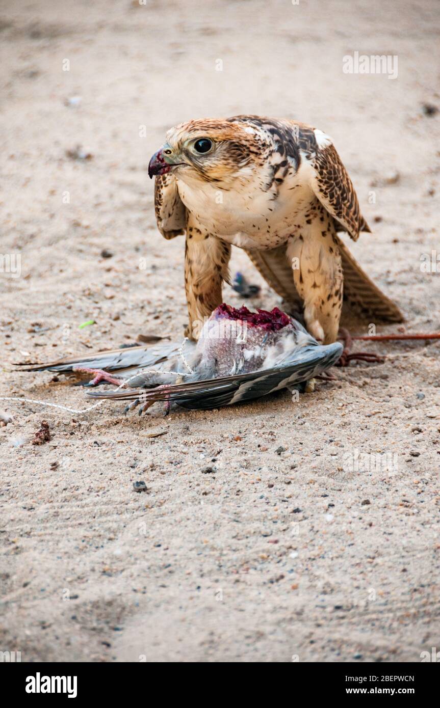 Un saker falcon mangiare un piccione dopo il corso di formazione nella piazza del Falcon Souq, Doha, Qatar Foto Stock