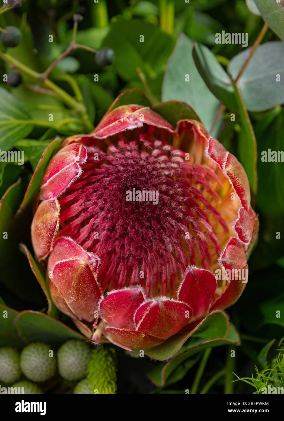 Bella vista del gigante protea, foto verticale. Utile per biglietti d'auguri, social media e stampa Foto Stock
