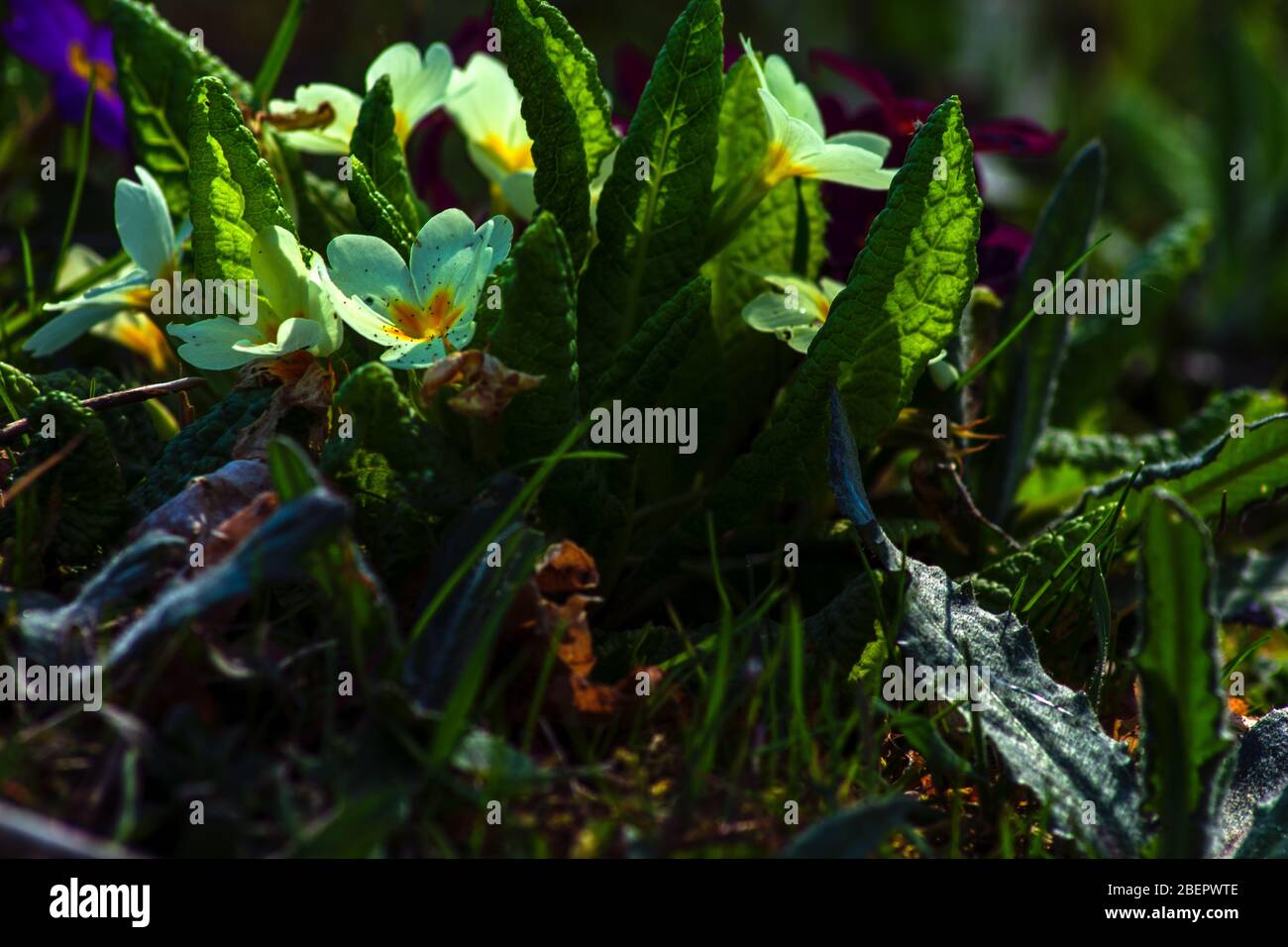 Concept flora : primrose al crepuscolo Foto Stock