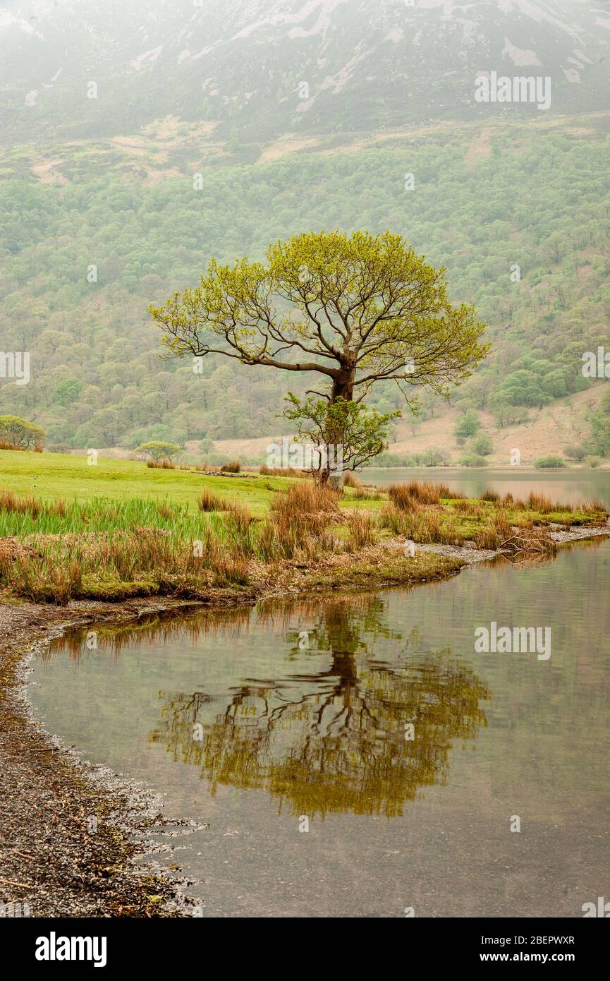 Riflessione di un singolo albero attraverso la baia su Crummock acqua nel Lake District Foto Stock