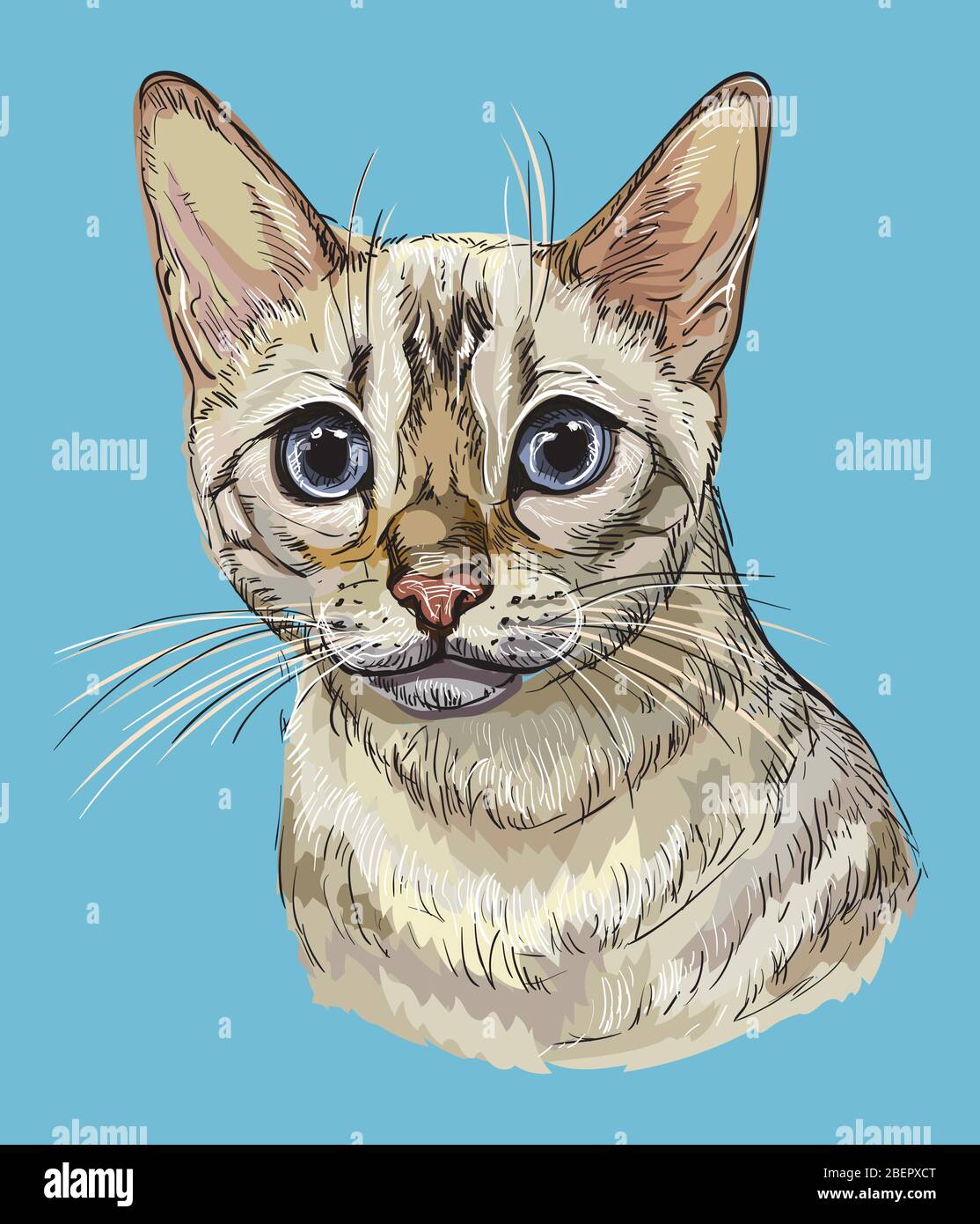 Colorato vettore mano disegno ritratto di gatto Snow bengala in colore nero isolato su sfondo blu. Ritratto colorato e realistico del gatto. Illust vettore Illustrazione Vettoriale