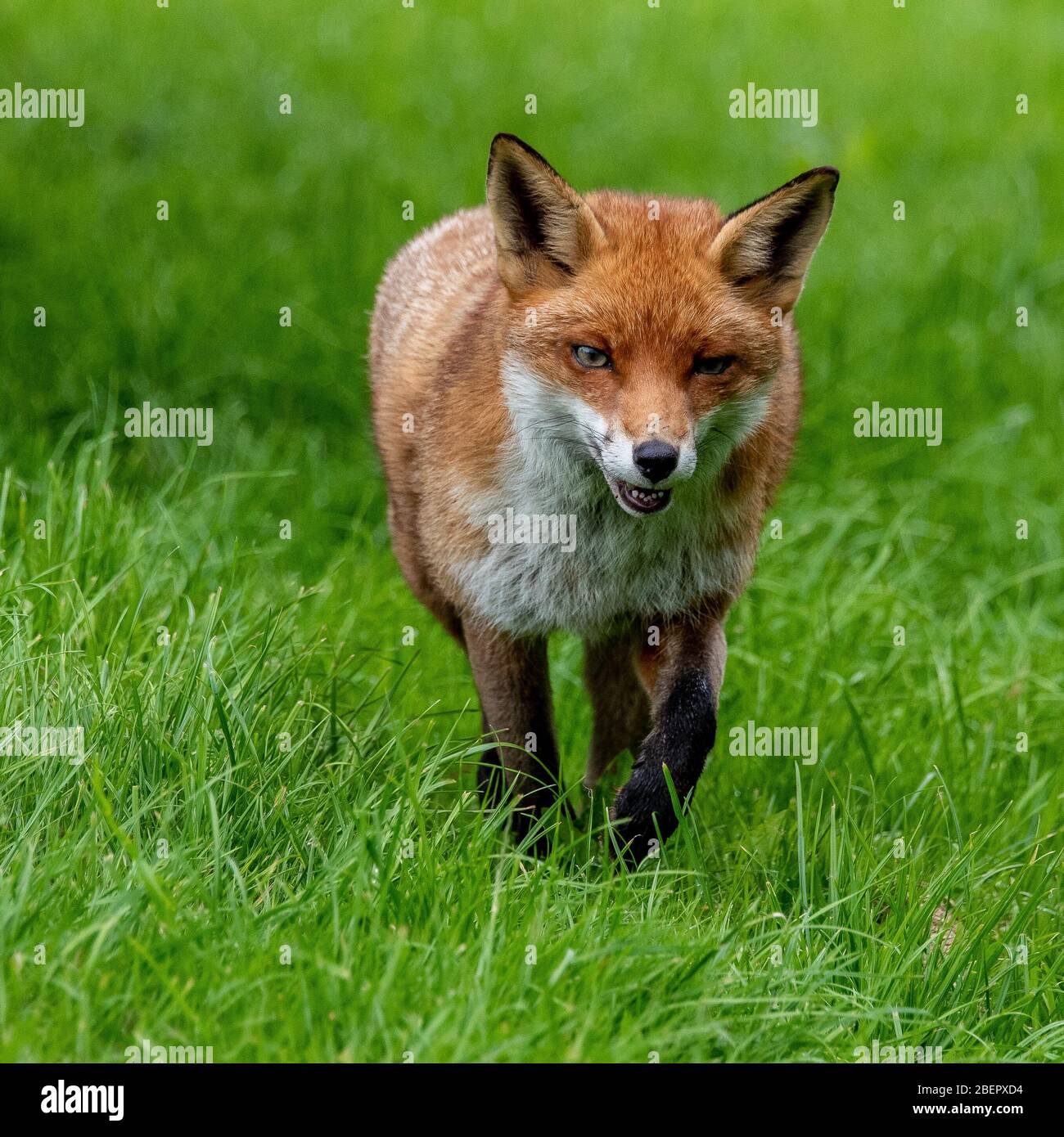 Red Fox (vulpes vulpes vulpes) Foto Stock