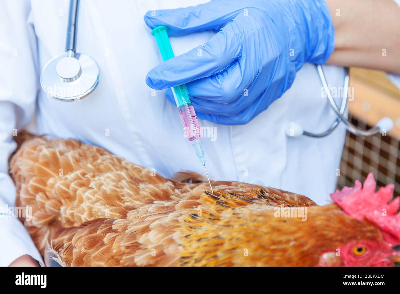 Donna veterinaria con siringa e con iniezione di pollo su fondo ranch.  Gallina in mani di