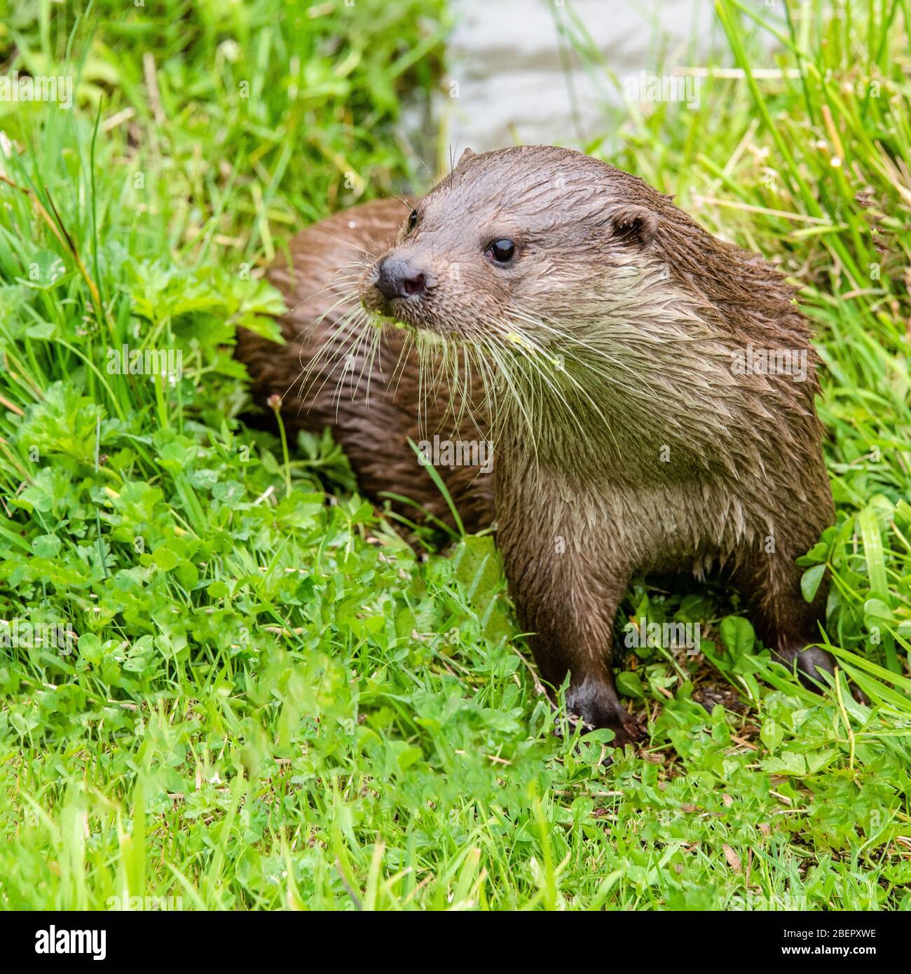 Otter su erba sul lato dell'acqua Foto Stock