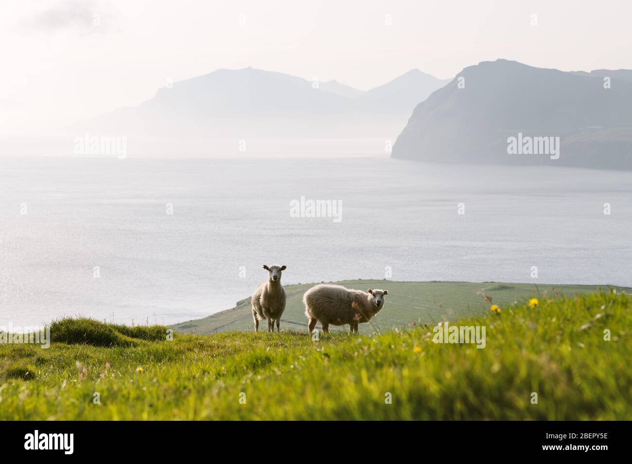 Vista mattutina sulle isole Faroe d'estate con le pecore in primo piano. Isola di Streymoy, Danimarca. Fotografia di paesaggio Foto Stock