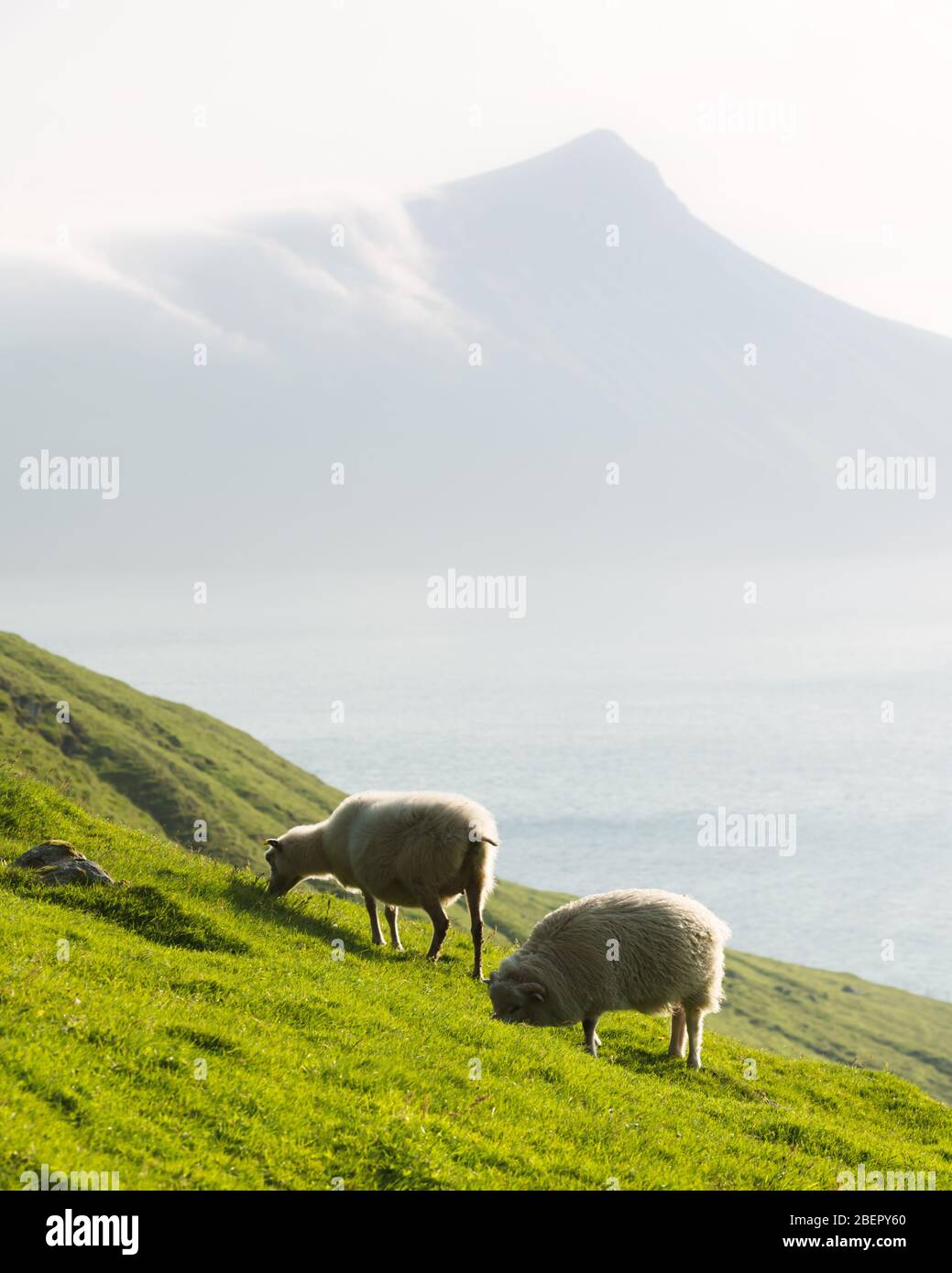 Vista mattutina sulle isole Faroe estive con due pecore in primo piano. Isola di Streymoy, Danimarca. Fotografia di paesaggio Foto Stock