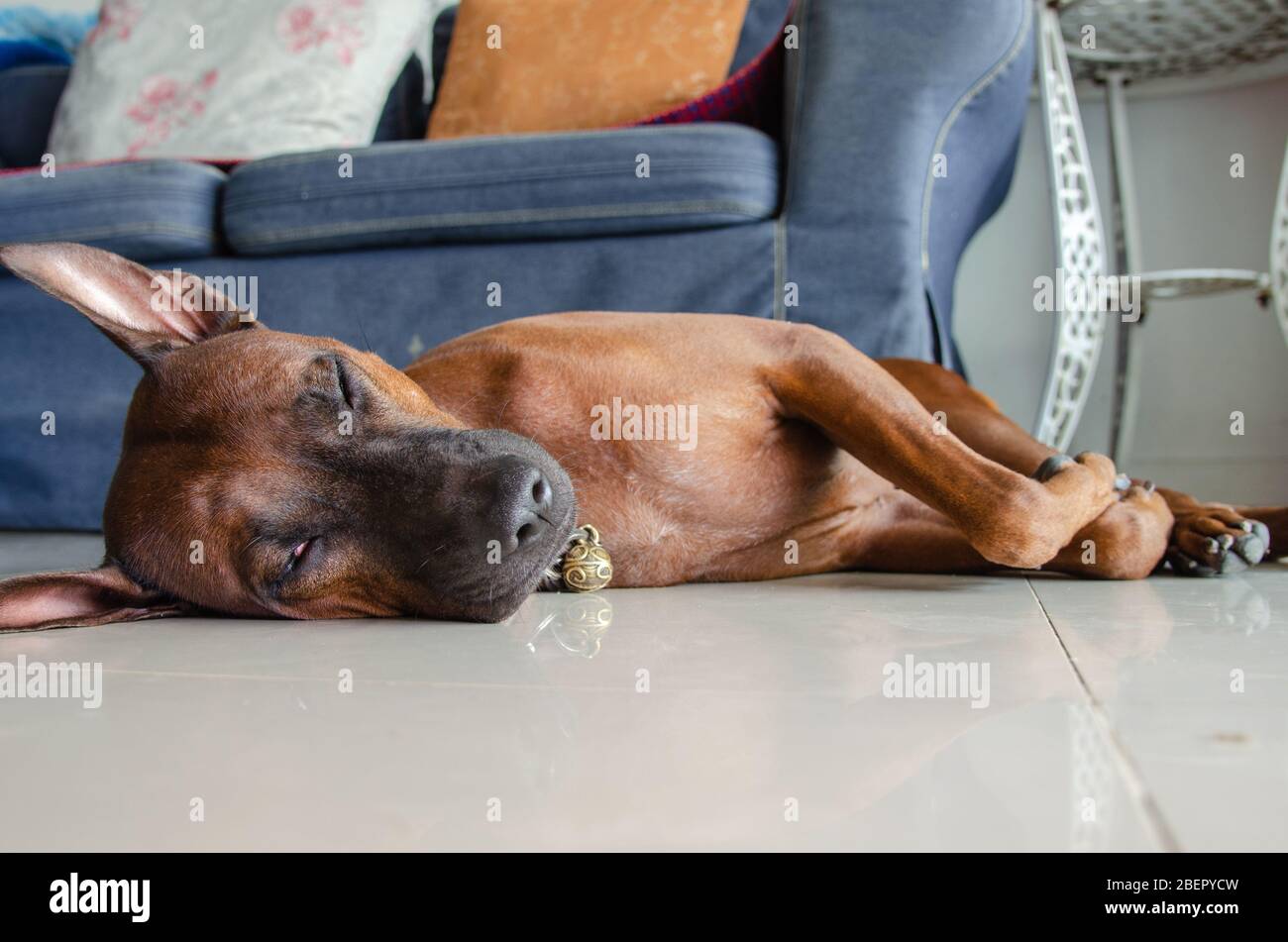 Razza di cane tailandese, sellito sul pavimento in casa. Foto Stock