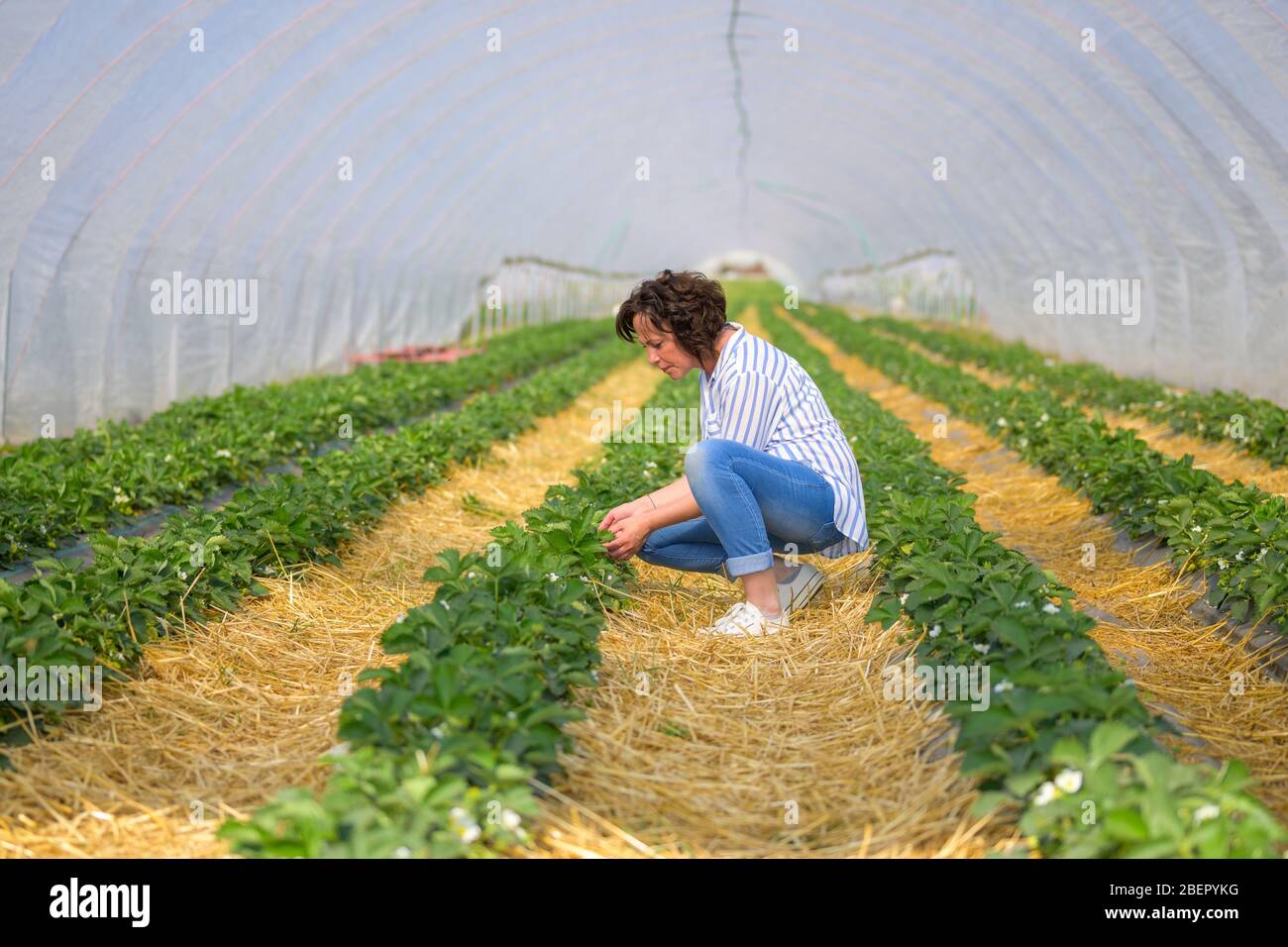 Donna ispanica che tende alle fragole in un tunnel piegandosi verso il basso controllando le file di piante verdi frondose in una fattoria Foto Stock