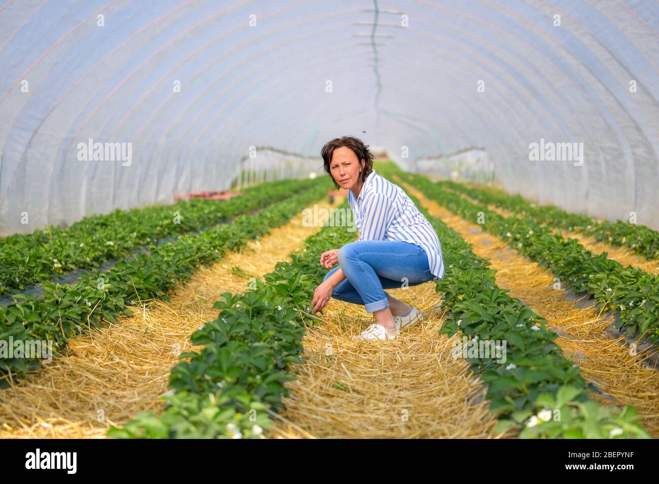 Donna ispanica che tende alle fragole in un tunnel piegandosi verso il basso controllando le file di piante verdi frondose in una fattoria Foto Stock