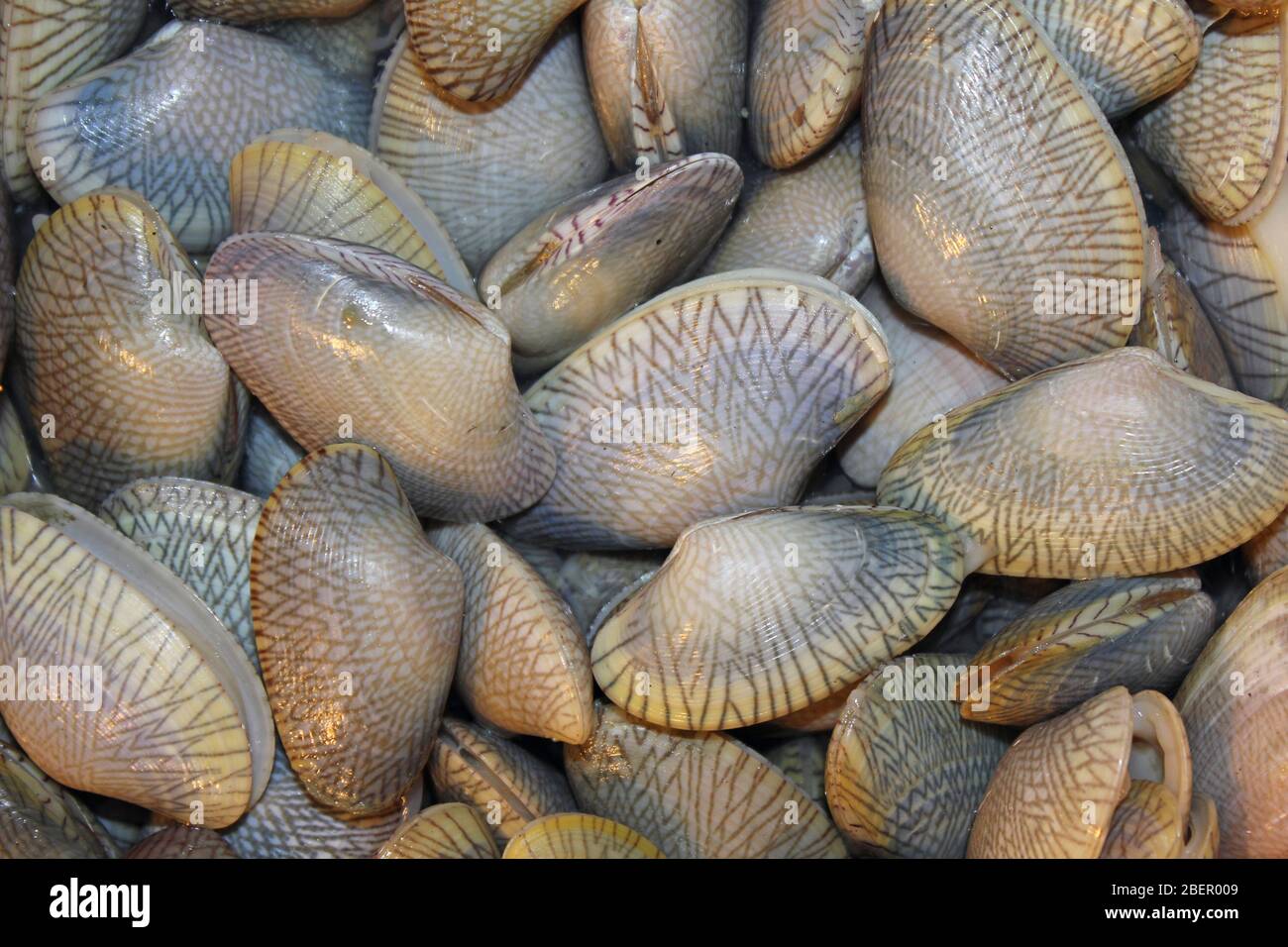 Clam di Surf ondulato a.k.a. Venere non dulata (Paratapes undulatus) Foto Stock