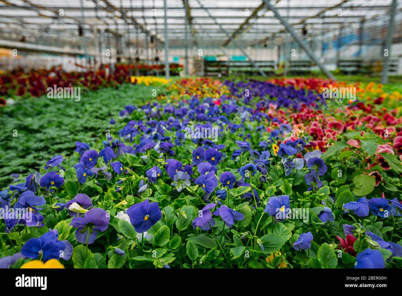 Violette blu fiorite cresciute in serra moderna, fuoco selettivo. Foto Stock
