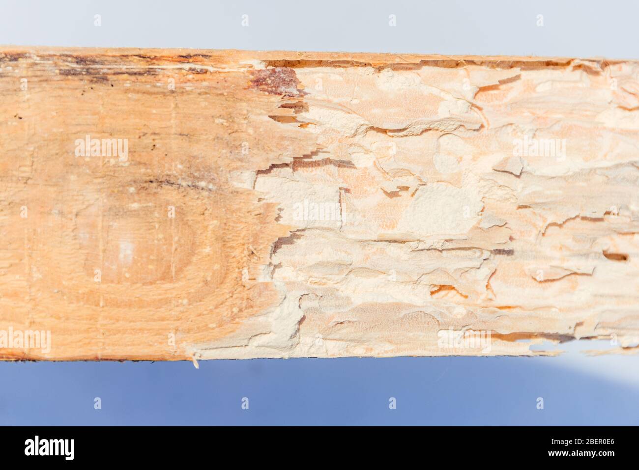 Legno secco distrutto da Lyctid Powderpost Beetles. Primo piano su fori rotondi e tunnel con polvere di farina sotto la superficie del legno. Foto Stock