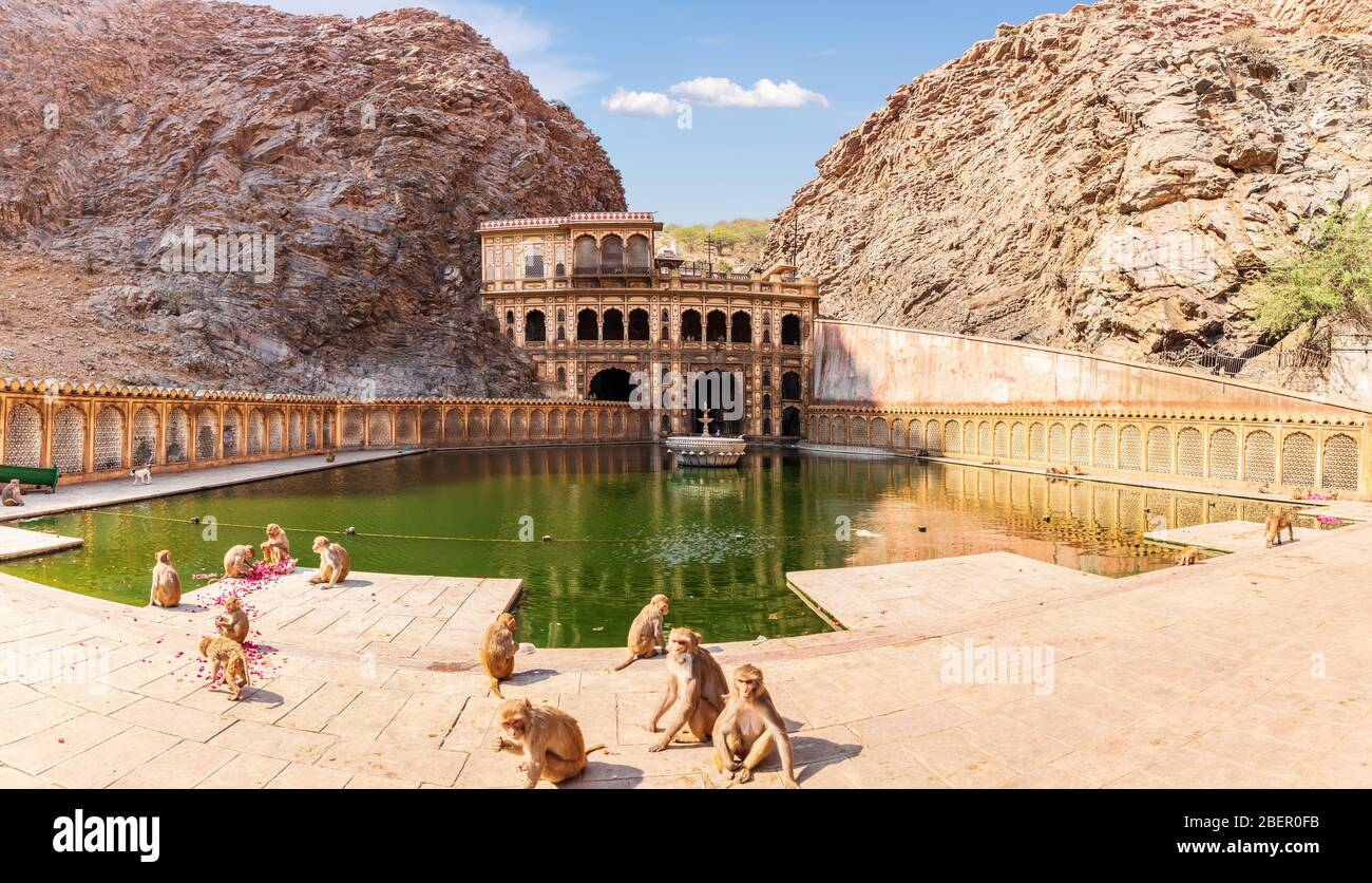 Tempio delle scimmie e giocare scimmie vicino alla piscina, Jaipur, India Foto Stock