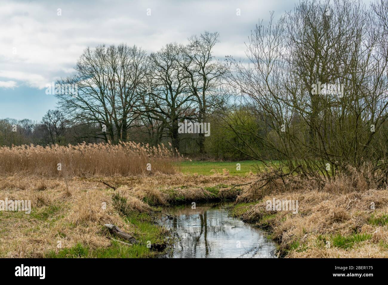 Aprile 2020 - Primavera nella riserva naturale Tegeler Fliess a Berlino Foto Stock