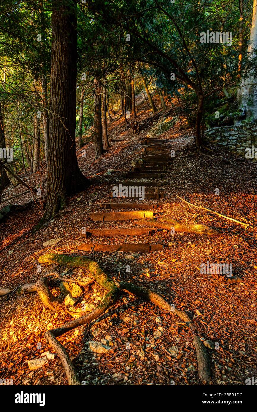 Holztreppe durch den Eibenwald Foto Stock
