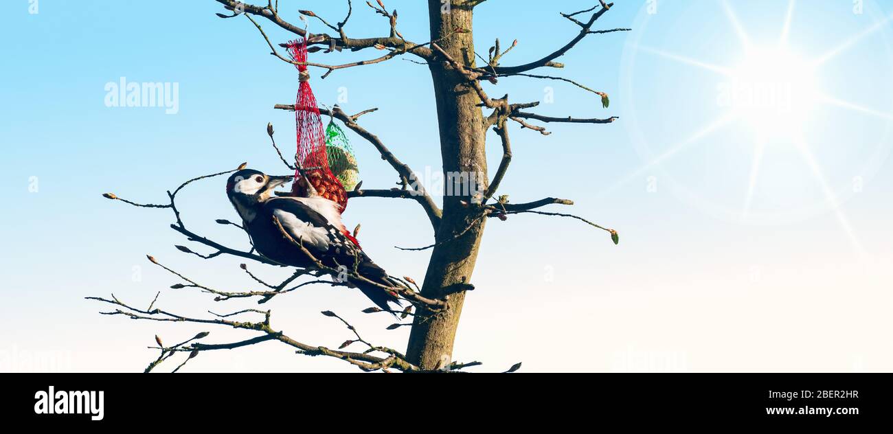 Grande picchio macchiato in giardino albero. Dendrocopos maggiore. Foto Stock