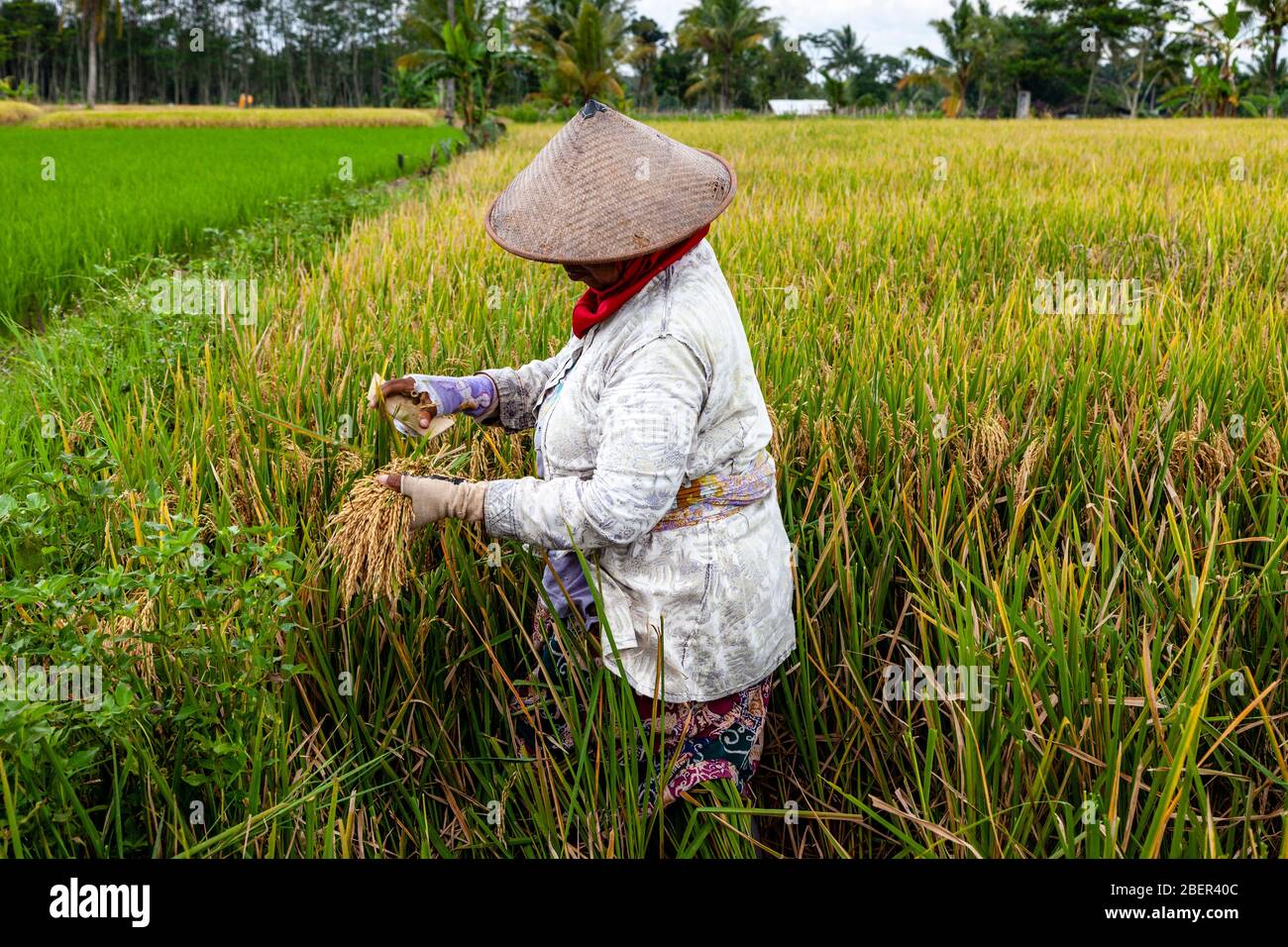 Una donna indonesiana che lavora nei campi di riso, Yogyakarta, Java, Indonesia. Foto Stock