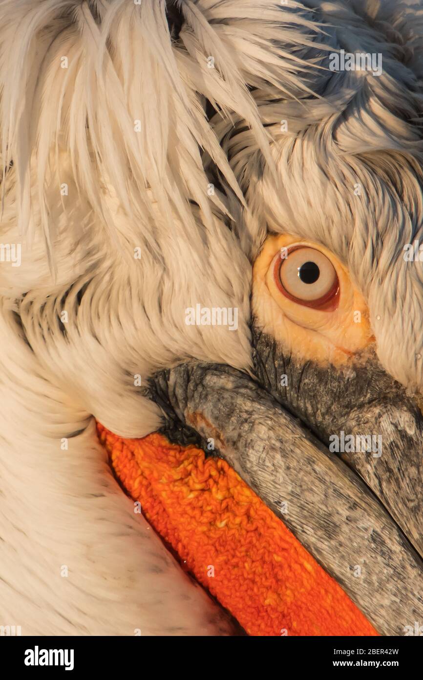 Pellicani, Lago Kerkini, Grecia Foto Stock