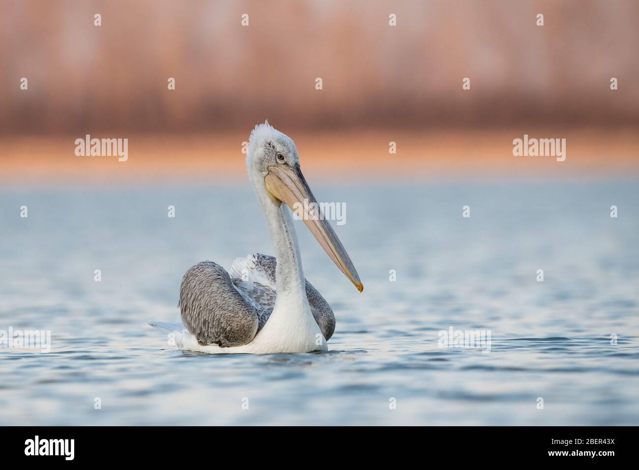 Pellicani, Lago Kerkini, Grecia Foto Stock