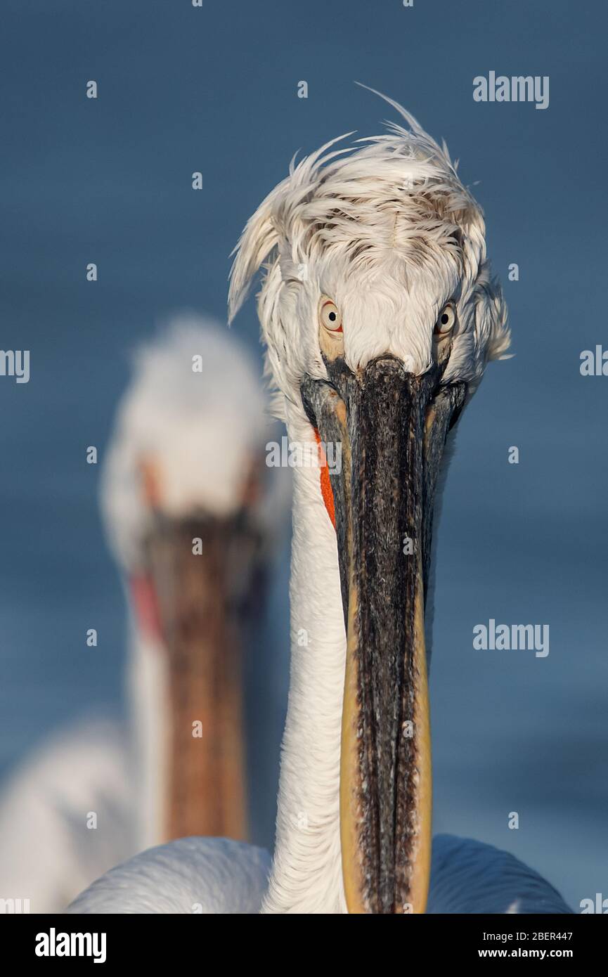 Pellicani, Lago Kerkini, Grecia Foto Stock