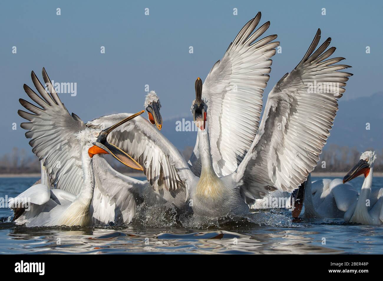 Pellicani, Lago Kerkini, Grecia Foto Stock