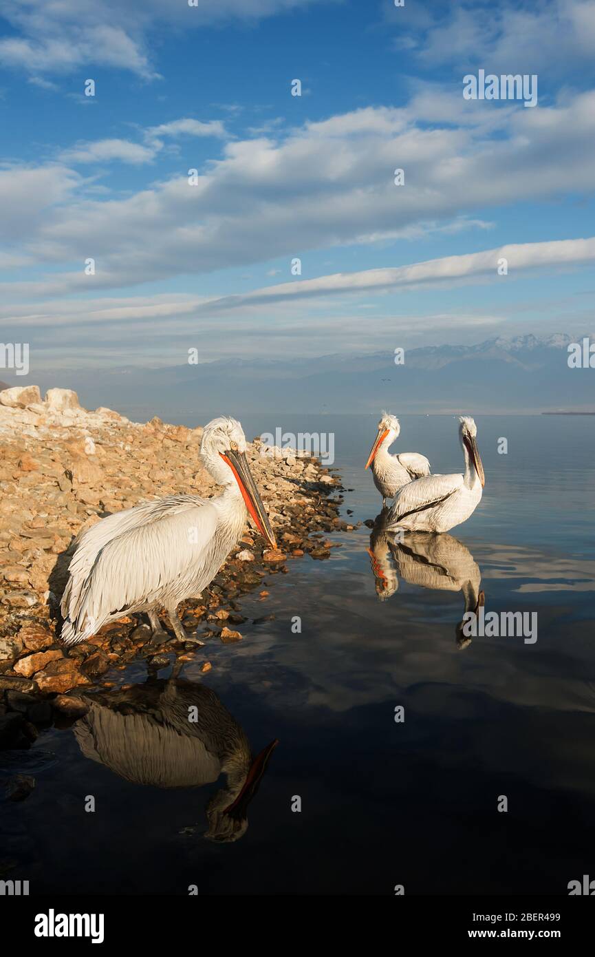 Pellicani, Lago Kerkini, Grecia Foto Stock