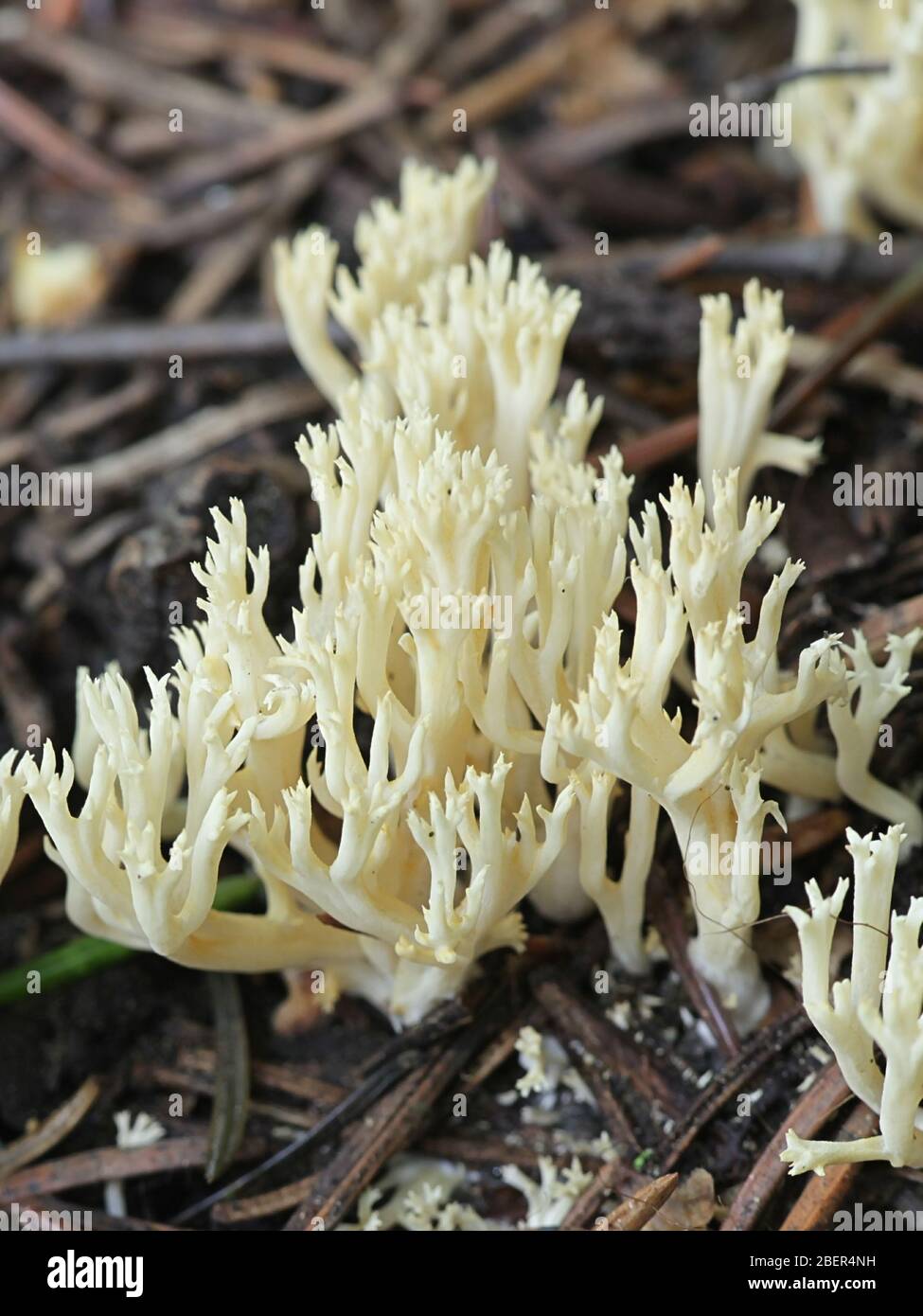 Ramaria gracilis, noto come sottile fungo corallo, funghi selvatici dalla Finlandia Foto Stock