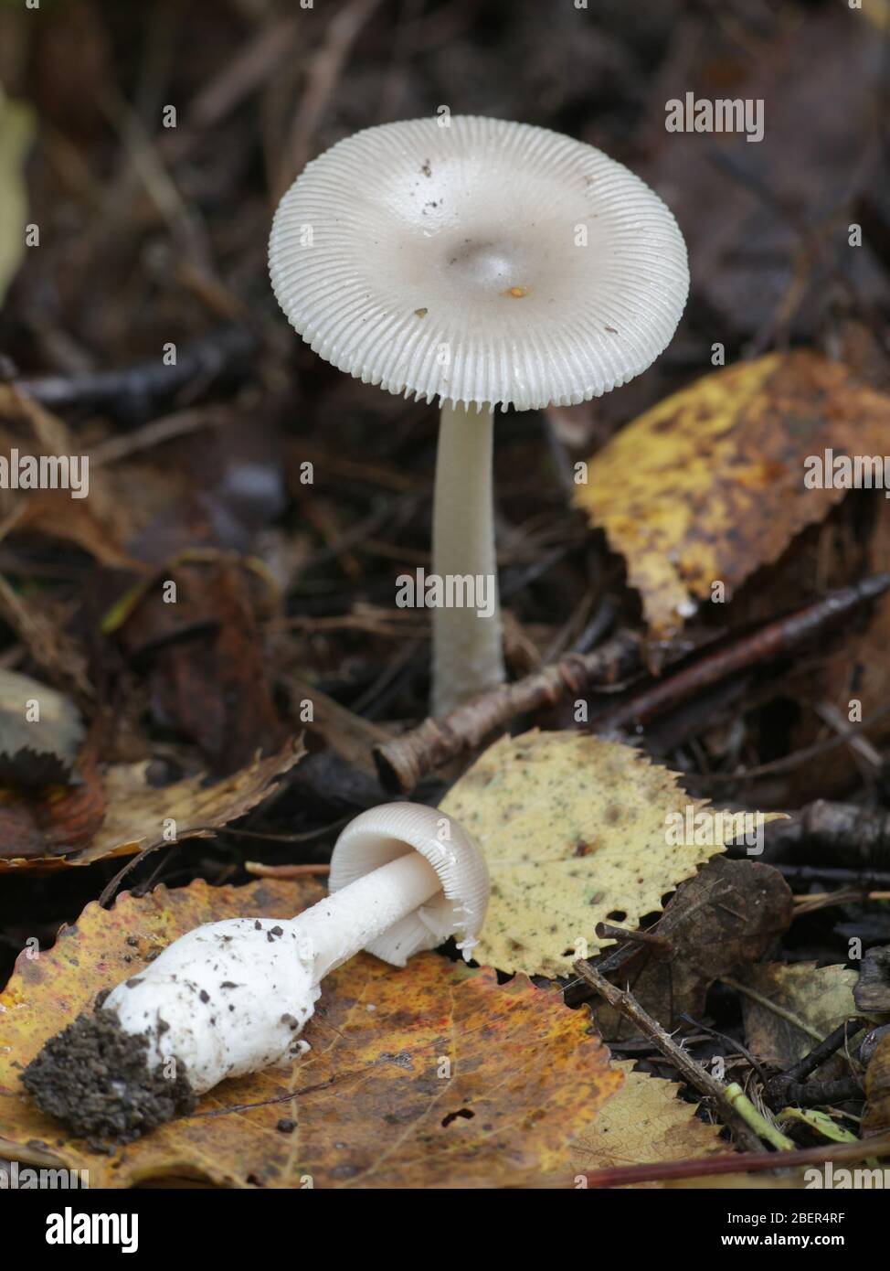 Amanita vaginata, conosciuta come la grisette, un fungo selvatico commestibile dalla Finlandia Foto Stock