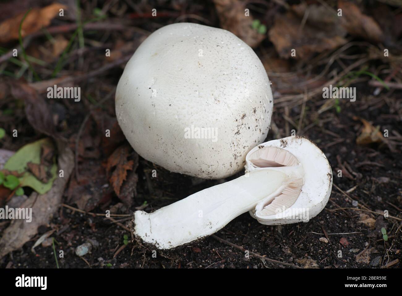Agaricus arvense, noto come il cavallo, funghi selvatici funghi commestibili dalla Finlandia Foto Stock